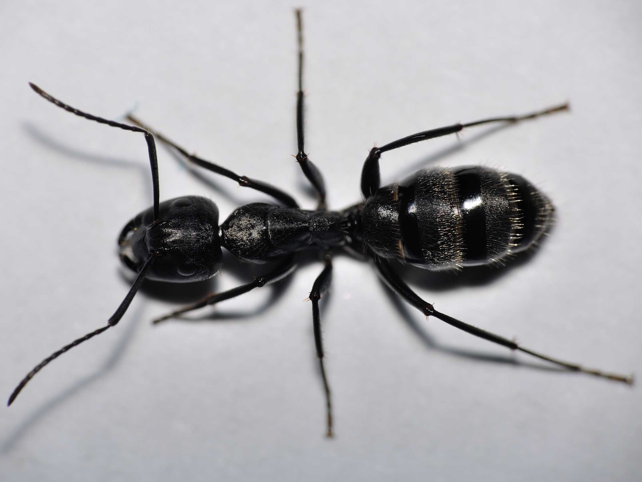 Camponotus vagus